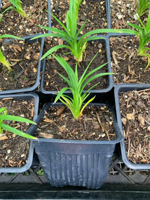 Pandan Plant Live Starter Plant – Pandanus amaryllifolius – 4 inch Pot – Indoor/Outdoor - Image 1