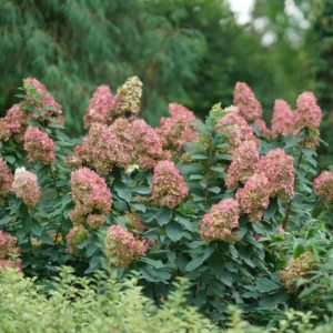 Panicle Hydrangea Live Plant – Compact White to Pink Shrub – 4-6 ft Tall - Image 1