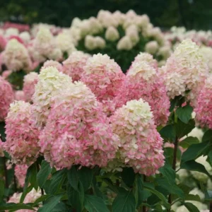 Panicle Hydrangea Live Plant – Compact White to Pink Shrub – 4-6 ft Tall - Image 4