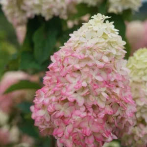 Panicle Hydrangea Live Plant – Compact White to Pink Shrub – 4-6 ft Tall - Image 5