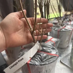 Panicle Hydrangea Live Plant – Compact White to Pink Shrub – 4-6 ft Tall - Image 6