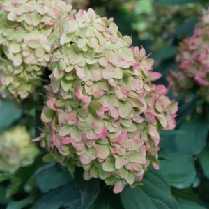 Panicle Hydrangea Live Plant – Compact White to Pink Shrub – 4-6 ft Tall - Image 9