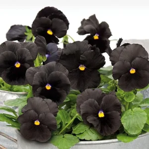Pansy Live Plants - Hardy Perennials for Pots, Borders & Gardens - 1 inch Plug - Image 1
