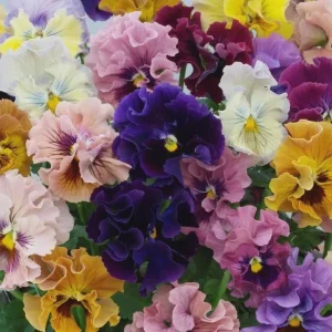 Pansy Live Plants - Hardy Perennials for Pots, Borders & Gardens - 1 inch Plug - Image 4