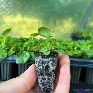 Pansy Live Plants - Hardy Perennials for Pots, Borders & Gardens - 1 inch Plug - Image 6