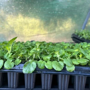 Pansy Live Plants - Hardy Perennials for Pots, Borders & Gardens - 1 inch Plug - Image 7