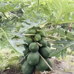 Papaya Live Plant - Organic, Fast Growing Carica Tree, 5-10 Inches Tall - Image 1