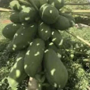Papaya Live Plant - Organic, Fast Growing Carica Tree, 5-10 Inches Tall - Image 4