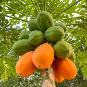 Papaya Live Starter Plant - 5-10" Tall Tropical Fruit Tree for Home Garden - Image 1