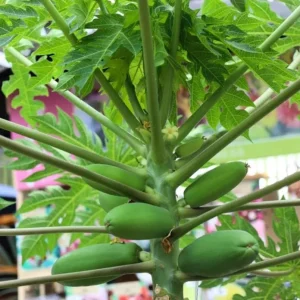 Papaya Live Starter Plant - 5-10" Tall Tropical Fruit Tree for Home Garden - Image 2