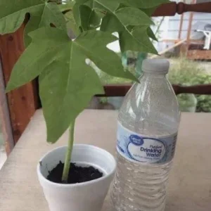 Papaya Live Starter Plant - 5-10