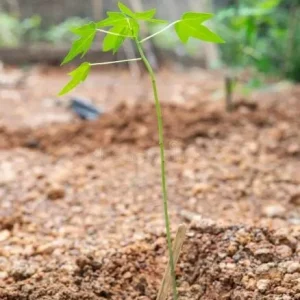 Papaya Live Starter Plant - 5-10