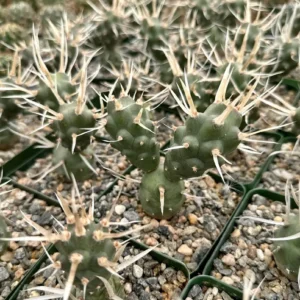 Paper Spine Cactus Live Plant - Tephrocactus Articulatus - 3 inch Pot - Rare Succulent Indoor/Outdoor - Image 4