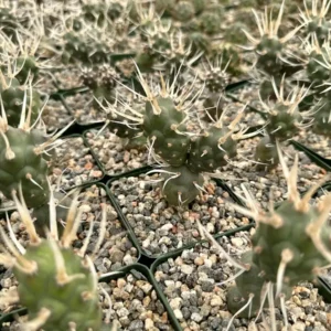 Paper Spine Cactus Live Plant - Tephrocactus Articulatus - 3 inch Pot - Rare Succulent Indoor/Outdoor - Image 5