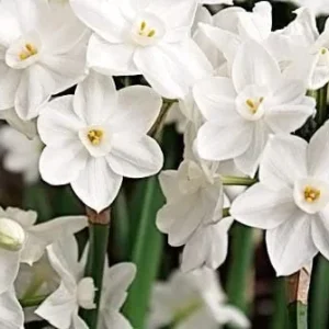 Paperwhite Growing Kit - 3 Bulbs, Red Ceramic Pot, Growing Medium - Indoor - Image 2