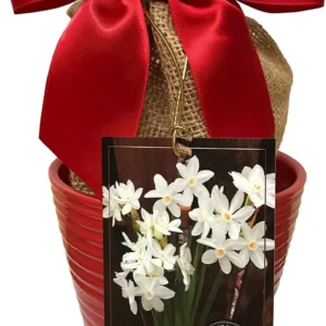 Paperwhite Growing Kit - 3 Bulbs, Red Ceramic Pot, Growing Medium - Indoor - Image 1