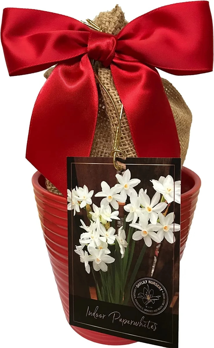 Paperwhite Growing Kit - 3 Bulbs, Red Ceramic Pot, Growing Medium - Indoor - Image 1