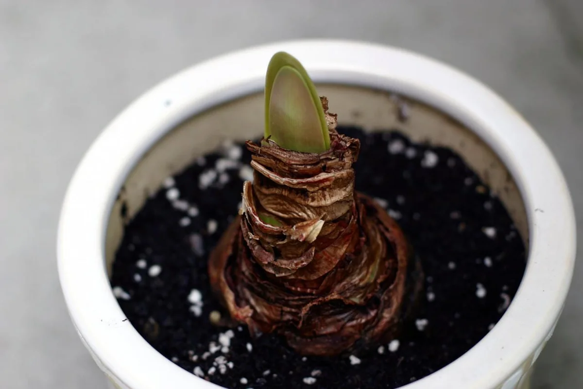 Papilio Butterfly Amaryllis Bulb – Large 24/26cm Bulb – Indoor/Outdoor - Image 3