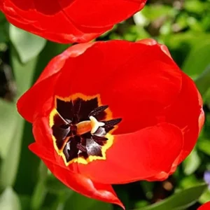 Parade Darwin Hybrid Tulip Bulbs - Red-Orange Flower Bulbs, 22-24" Tall - Image 2