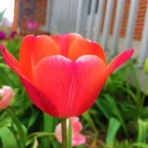 Parade Darwin Hybrid Tulip Bulbs - Red-Orange Flower Bulbs, 22-24