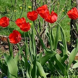 Parade Tulip Bulbs - Darwin Hybrid - Vibrant Red-Orange Flower Bulbs - 22-24