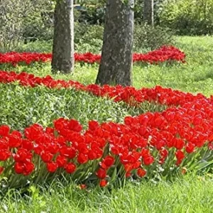 Parade Tulip Bulbs - Darwin Hybrid - Vibrant Red-Orange Flower Bulbs - 22-24