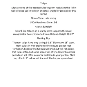 Parade Tulip Bulbs - Darwin Hybrid - Vibrant Red-Orange Flower Bulbs - 22-24