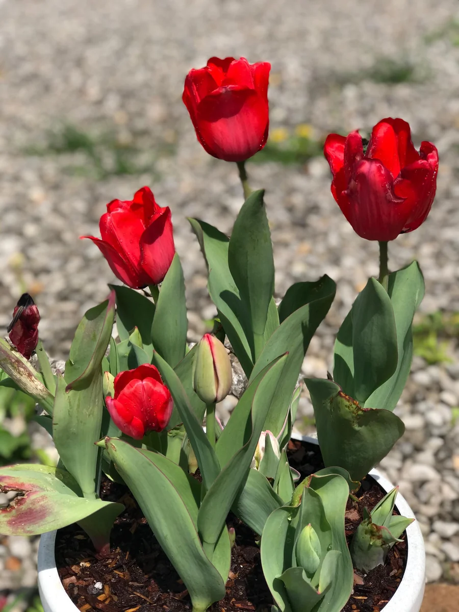 Parade Tulip Bulbs - Tulipa Triumph - Bulk Pack 40 lbs / 450 Bulbs - Red Flowers - Image 2