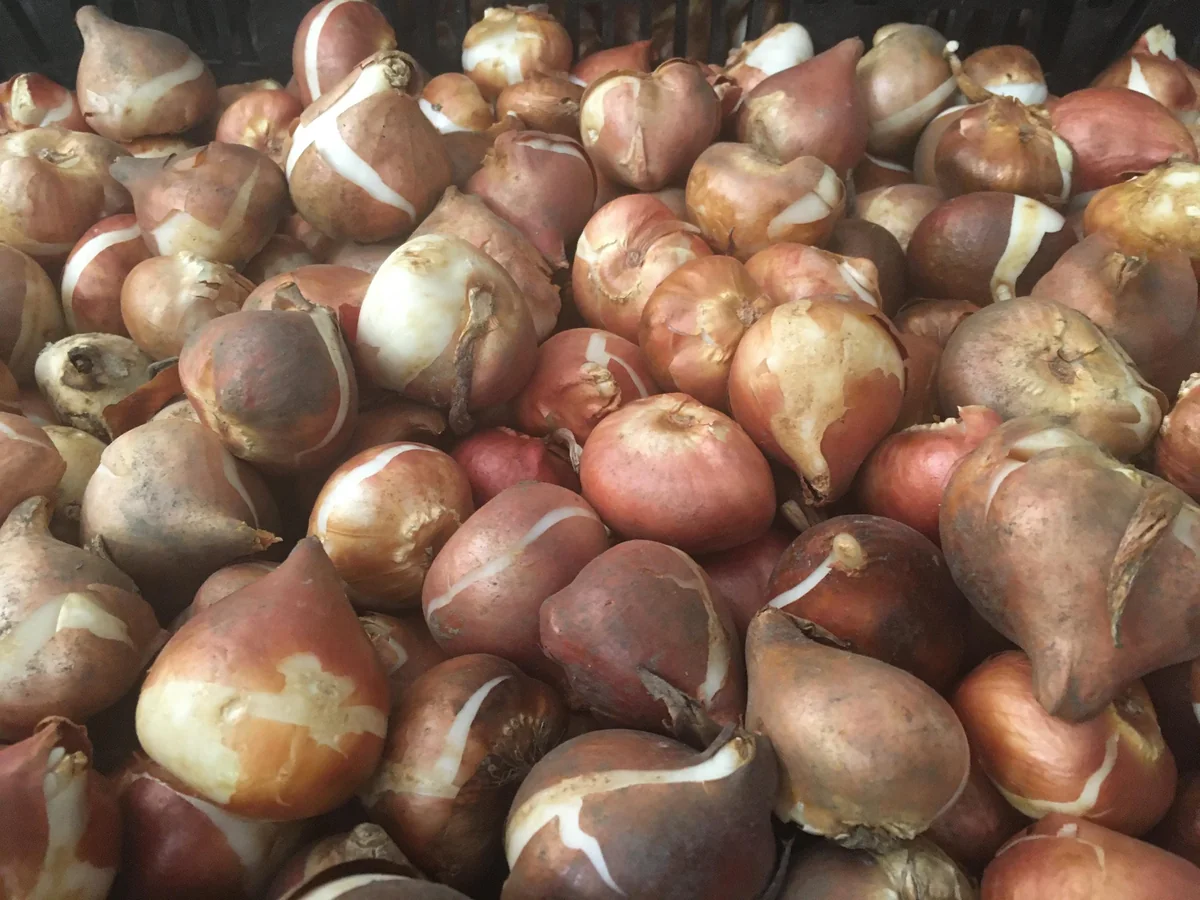 Parade Tulip Bulbs - Tulipa Triumph - Bulk Pack 40 lbs / 450 Bulbs - Red Flowers - Image 3