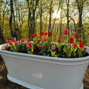 Parade Tulip Bulbs - Tulipa Triumph - Bulk Pack 40 lbs / 450 Bulbs - Red Flowers - Image 1