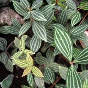 Parallel Peperomia Puteolata Live Plant – Radiator Plant – 2.5 inch Pot – Indoor - Image 3