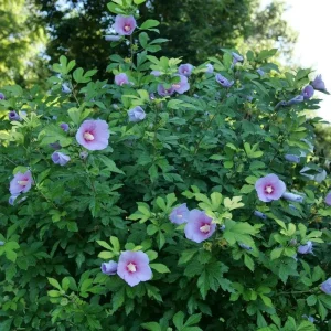 Paraplu Adorned Rose of Sharon Live Plant – Variegated Hibiscus syriacus – 4 inch Pot – Outdoor Shrub - Image 3