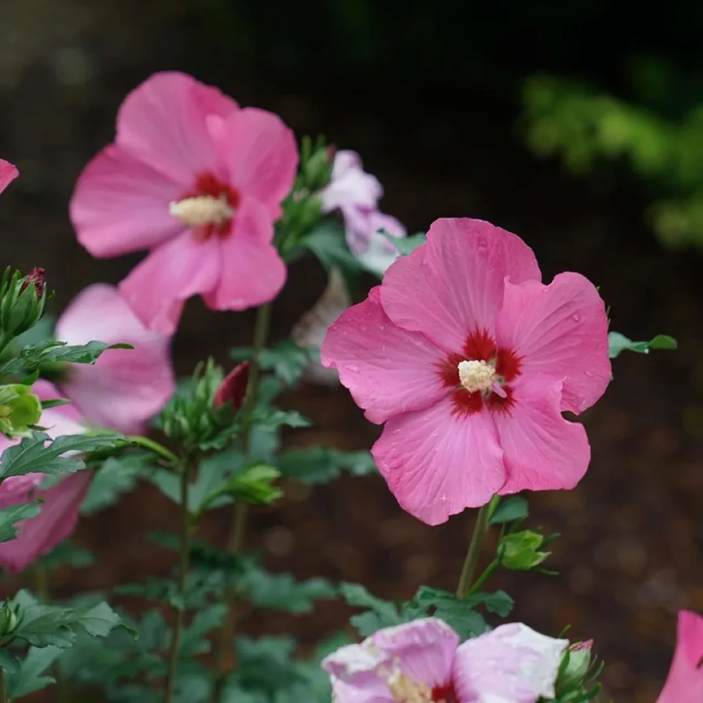 Paraplu Rouge Rose of Sharon - Large Reddish-Pink Flowers