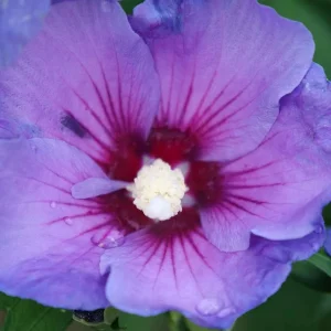 Paraplu Violet Rose of Sharon Hibiscus Live Plant – 4 inch Pot – Outdoor Shrub - Image 3