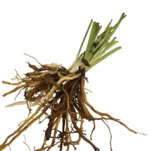 Pardon Me Daylily Bare Root Plant - Fragrant Red Reblooming Hemerocallis, 1-2 Fans, Outdoor - Image 2