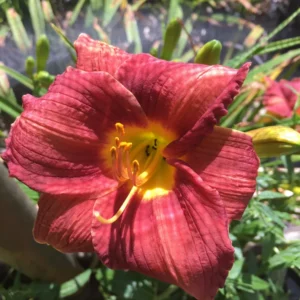 Pardon Me Daylily Bare Root Plant - Fragrant Red Reblooming Hemerocallis, 1-2 Fans, Outdoor - Image 3