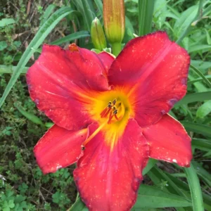 Pardon Me Daylily Bare Root Plant - Fragrant Red Reblooming Hemerocallis, 1-2 Fans, Outdoor - Image 1