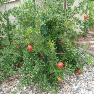Parfianka Pomegranate Tree Live Plant - Sweet Fruit, Soft Seeds - Image 3