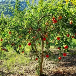 Parfianka Pomegranate Tree Live Plant - Sweet Fruit, Soft Seeds - Image 8