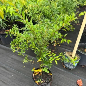 Parfyanka Pomegranate Live Plant – 3 Gallon, 2-3 Feet Tall, Fruit Tree - Image 2