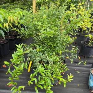 Parfyanka Pomegranate Live Plant – 3 Gallon, 2-3 Feet Tall, Fruit Tree - Image 3