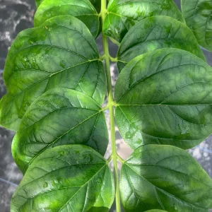 Parijat Leaves - Harisagar Night Jasmine Leaves, 35 Count - Image 1