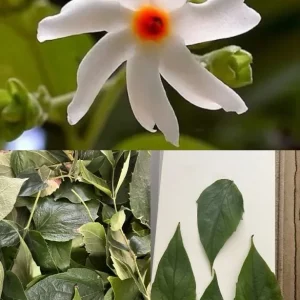 Parijat Leaves - Harisagar Night Jasmine Leaves - 35 Count - Image 2