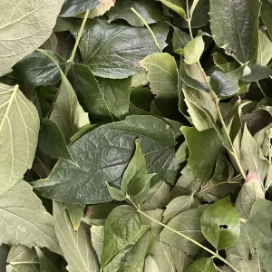 Parijat Leaves - Harisagar Night Jasmine Leaves, 35 Count - Image 3