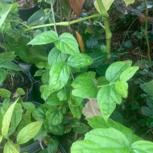 Parijat Leaves - Harisagar Night Jasmine Leaves, 35 Count - Image 7