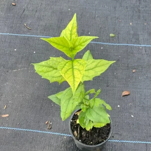 Parijat Live Plant - Night-Flowering Jasmine (Harishringar) - Fragrant Shrub - Image 1