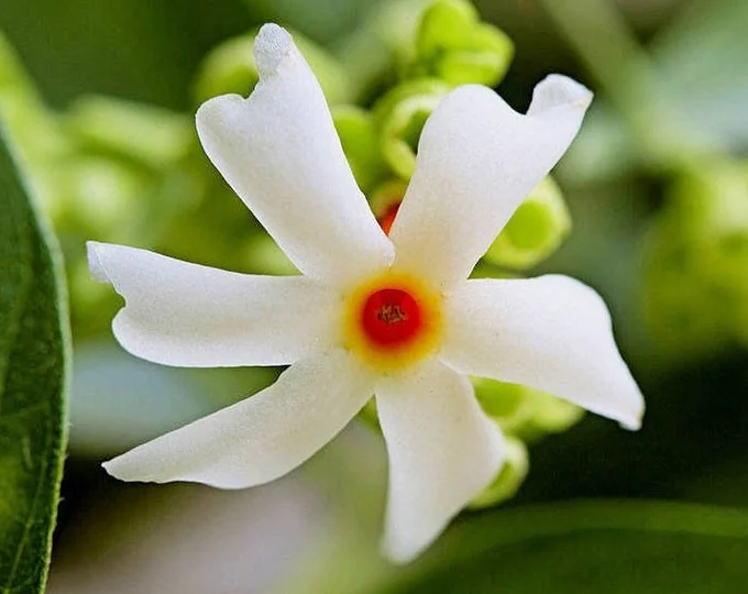 Parijat Live Plant - Night-Flowering Jasmine (Harishringar) - Fragrant Shrub - Image 2