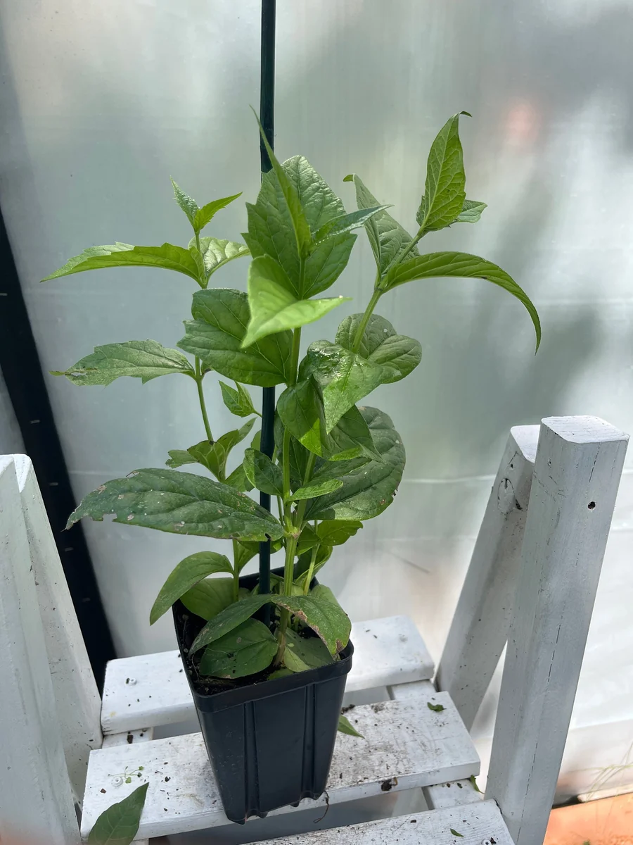 Parijat Live Plant - Night-Flowering Jasmine (Harishringar) - Fragrant Shrub - Image 3