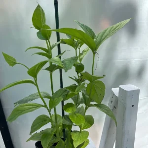 Parijat Live Plant - Night-Flowering Jasmine (Harishringar) - Fragrant Shrub - Image 4