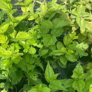 Parijat Live Plant – Night-Flowering Jasmine (Harishringar) – Fragrant Shrub - Image 7